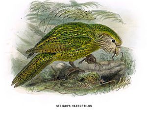 Archivo:Kakapo2