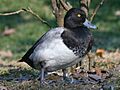 Lesser Scaup male RWD7b