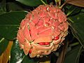 Magnolia grandiflora fruit by Coastside2