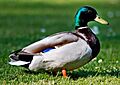 Mallard 080508
