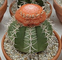 Archivo:Melocactus matanzanus