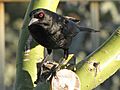 Molothrus aeneus -Tucson, Arizona, USA-8 (3)