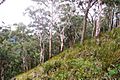 Mount Royal - eucalyptus forest