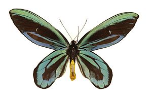 Archivo:Ornithoptera alexandrae nash