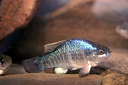 Owens pupfish (Cyprinodon radiosus).jpg