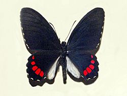 Papilionidae - Parides erithalion polyzelus.JPG