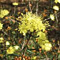 Phebalium stenophyllum