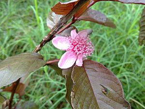 Archivo:Pink guava flower