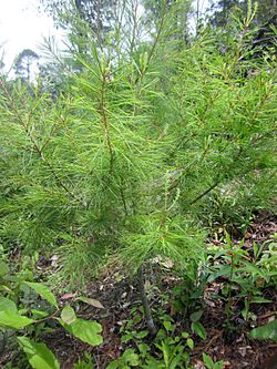 Pinus chiapensis (young plant), San Juan Lachao, Oaxaca, Mexico 1.jpg