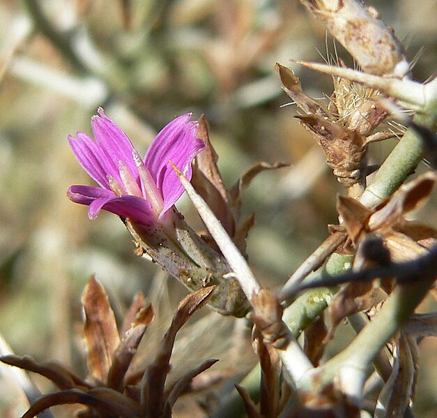 Pleiacanthus spinosus 3