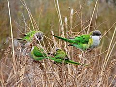 Psilopsiagon aymara -Capilla del Monte -four-8.jpg