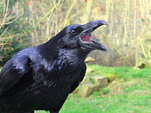 Archivo:Raven croak