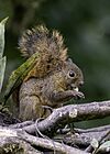 Red-tailed Squirrel (49554067347).jpg