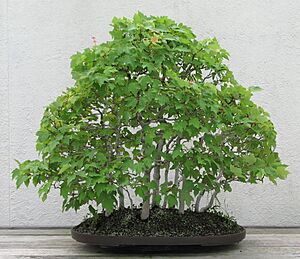 Archivo:Red Maple, 1974-2007