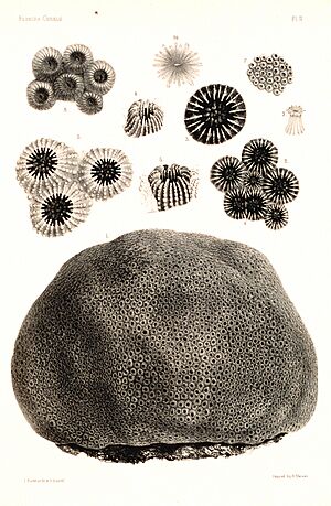Archivo:Report on the Florida Reefs, Plate IV
