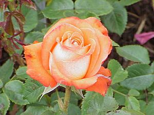 Archivo:Rosa sp.163