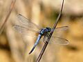 Rufous Backed Marsh Hawk Brachydiplax chalybea Male by Kadavoor