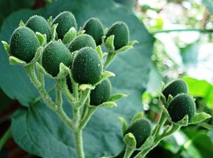 Archivo:Solanum abutiloides - unripe fruits
