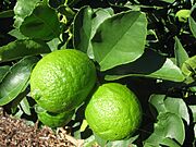 Archivo:Starr-140117-3997-Citrus latifolia-Tahitian fruit and leaves-Hawea Pl Olinda-Maui (24612312943)