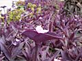 Tradescantia pallida 0002