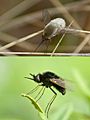 Unidentified Beeflies