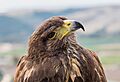 Águila real (Aquila chrysaetos), Arcos de la Frontera, Cádiz, España, 2015-12-08, DD 06