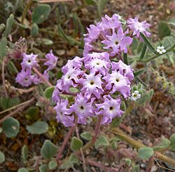 Abronia villosa 1.jpg