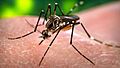 Aedes aegypti141