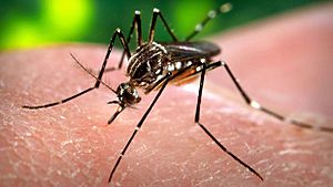 Archivo:Aedes aegypti141