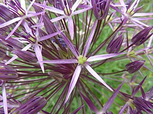 Archivo:Allium christophii 'Star of Persia' (Alliaceae) flower