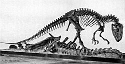 Archivo:AllosaurusAMNH5753