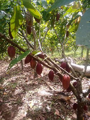 Archivo:Arbol de cacao
