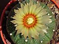 Astrophytum asterias 30