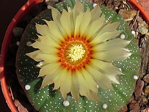 Archivo:Astrophytum asterias 30