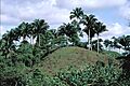Attalea colenda (1)