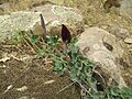 Bridgesii