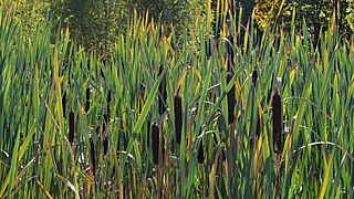 Broadleaf Cattail (Typha latifolia) - Bærum, Norway 2021-09-22