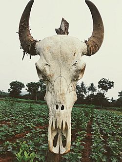 Archivo:Bull skull