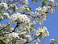 Callery pear 2