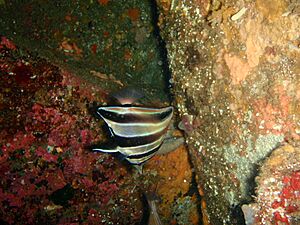 Archivo:Chelmonops curiosus P1091700