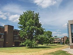 Archivo:Churchill College Cambridge - Central area and Hepworth