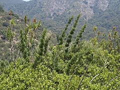 Archivo:Chusquea cumingii by Scott Zona - 002