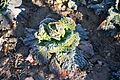 Col de Saboya - Savoy cabbage (Brassica oleracea var. sabauda), Bijuesca, España