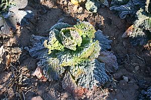 Archivo:Col de Saboya - Savoy cabbage (Brassica oleracea var. sabauda), Bijuesca, España