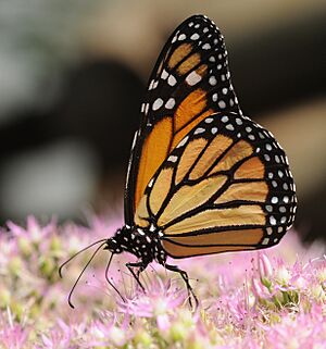 Archivo:ComputerHotline - Danaus plexippus (by) (3)