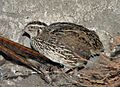 Coturnix coturnix (Lmbuga)
