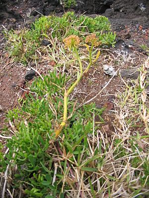 Archivo:Crithmum maritimum (Habitus)