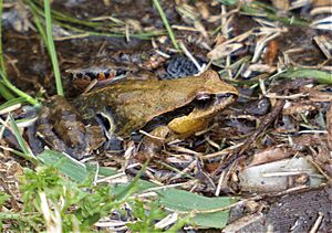 Archivo:Ejemplar de rana gato (Physalaemus gracilis), Uruguay, 2020