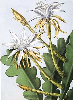 Archivo:Epiphyllum anguliger (as Phyllocactus darrahii) 91b