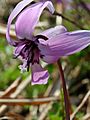 Erythronium japonicum 2006 009
